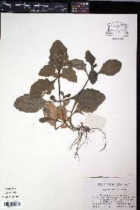 Ajuga nipponensis image