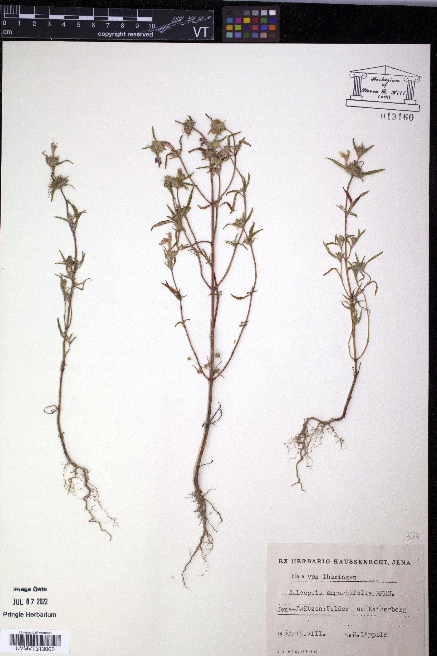 Galeopsis angustifolia image