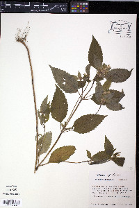 Galeopsis tetrahit image