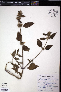 Galeopsis tetrahit image