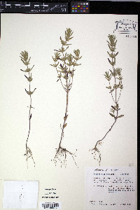 Hedeoma hispida image