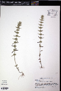 Hedeoma hispida image