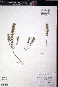 Hedeoma hispida image