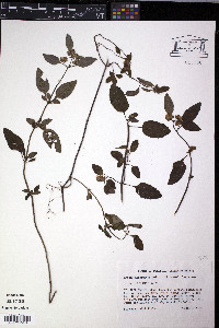 Hyptis atrorubens image