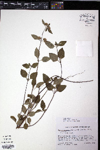 Hyptis atrorubens image
