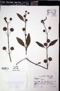 Hyptis capitata image