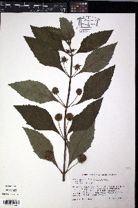 Hyptis capitata image