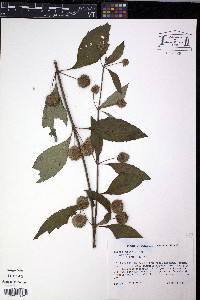Hyptis capitata image