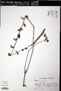 Hyptis pectinata image
