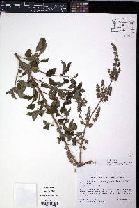 Hyptis pectinata image