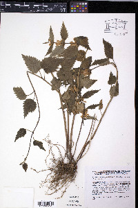 Lamium galeobdolon image