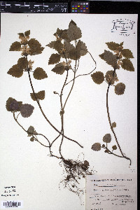 Lamium galeobdolon image