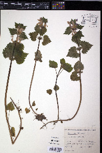 Lamium maculatum image