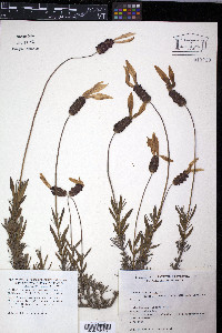 Lavandula stoechas image