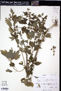 Leonurus cardiaca image