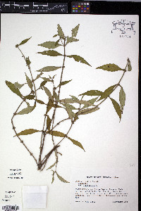 Lycopus rubellus image