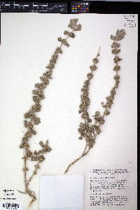 Marrubium alysson image