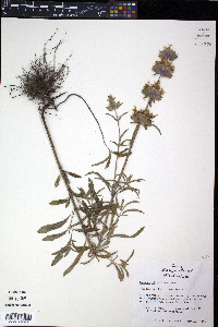 Monarda citriodora image