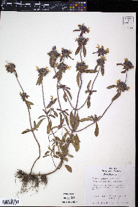 Monarda clinopodioides image