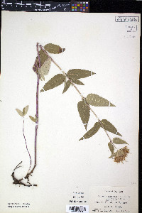 Monarda fistulosa var. menthaefolia image