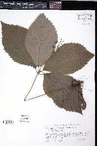 Collinsonia verticillata image