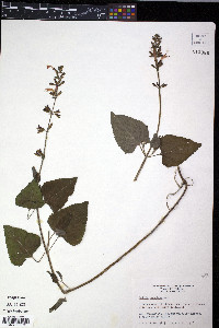 Salvia coccinea image