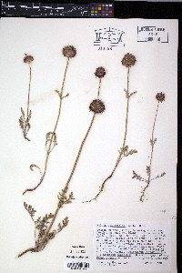 Salvia columbariae image