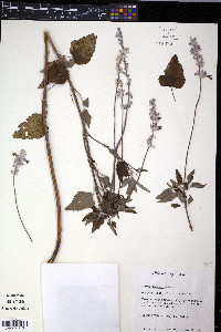 Salvia farinacea image