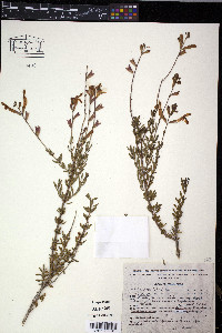 Salvia greggii image