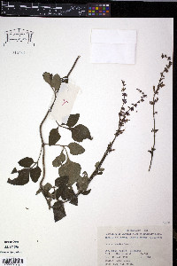 Salvia japonica image