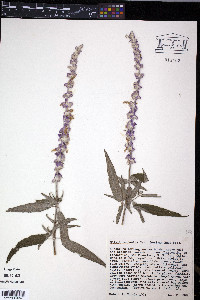 Salvia leucantha image