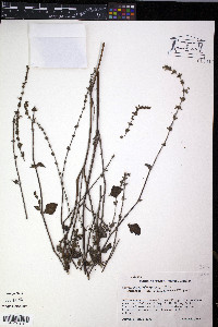 Salvia occidentalis image