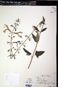 Salvia patens image