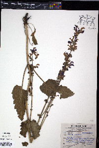 Salvia pratensis image