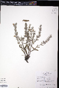 Salvia texana image