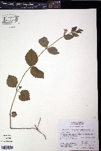 Scutellaria caerulea image