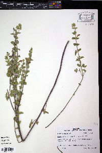 Scutellaria cardiophylla image