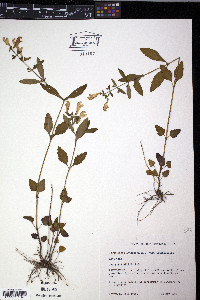 Scutellaria integrifolia var. integrifolia image