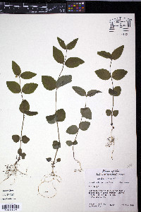 Scutellaria nervosa image