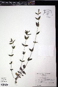 Scutellaria nervosa image