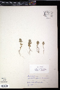 Scutellaria wrightii image
