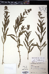 Stachys aspera image