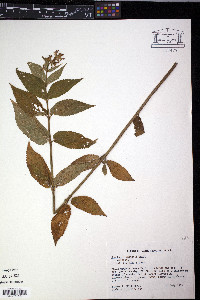 Stachys clingmanii image