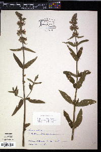 Stachys sylvatica image
