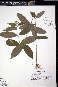 Stachys tenuifolia image