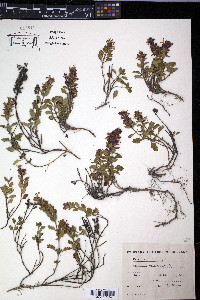 Teucrium chamaedrys image