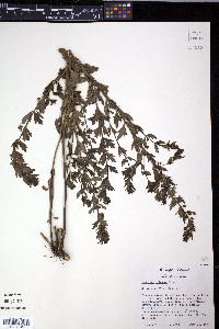 Teucrium cubense image