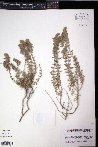 Teucrium marum image