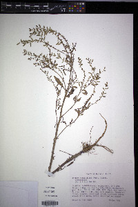 Rorippa sessiliflora image