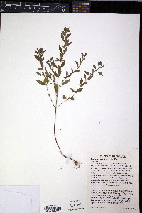 Hedeoma pulegioides image